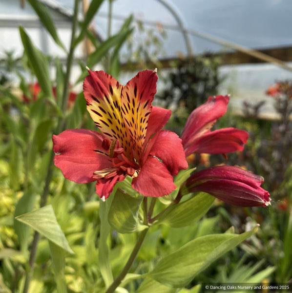 astro lily flower Alstroemeria 'Majestic Lire', Peruvian Lily
