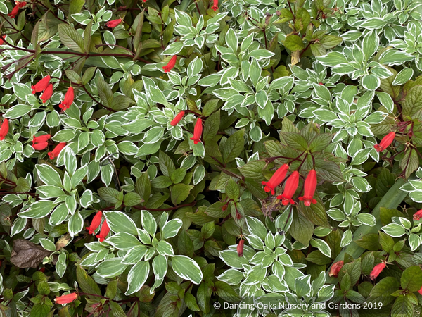 Alstroemeria psittacina 'Variegata', Peruvian Lily – Dancing Oaks