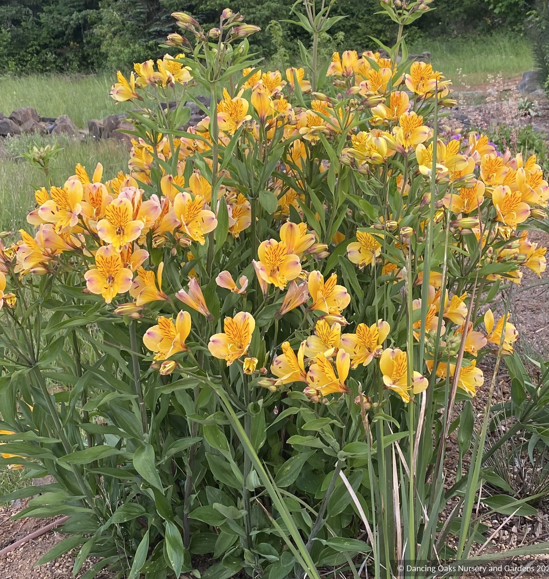 Bulbs & Tubers ~ Alstroemeria violacea 'Yellow Friendship', Peruvian Lily ~ Dancing Oaks Nursery and Gardens ~ Retail Nursery ~ Mail Order Nursery