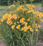 Bulbs & Tubers ~ Alstroemeria violacea 'Yellow Friendship', Peruvian Lily ~ Dancing Oaks Nursery and Gardens ~ Retail Nursery ~ Mail Order Nursery