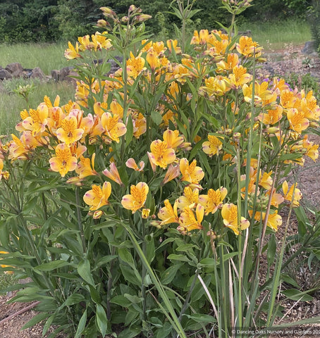 Bulbs & Tubers ~ Alstroemeria violacea 'Yellow Friendship', Peruvian Lily ~ Dancing Oaks Nursery and Gardens ~ Retail Nursery ~ Mail Order Nursery