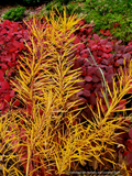 Perennials ~ Amsonia hubrichtii 'Butterscotch', Butterscotch Bluestar ~ Dancing Oaks Nursery and Gardens ~ Retail Nursery ~ Mail Order Nursery