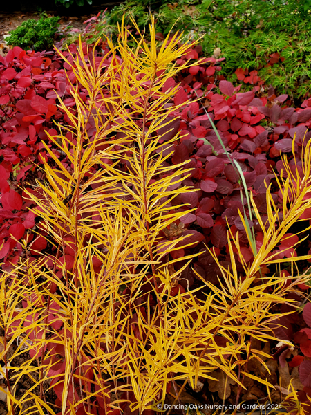 Amsonia hubrichtii 'Butterscotch', Butterscotch Bluestar – Dancing Oaks  Nursery and Gardens