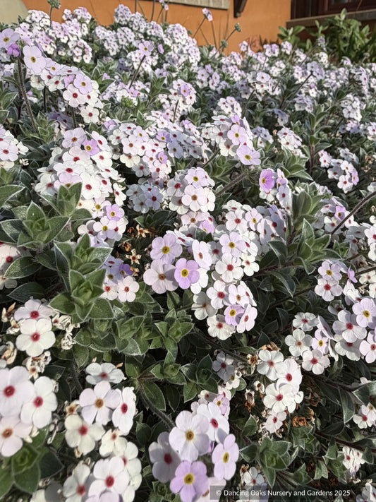 Perennials ~ Androsace lanuginos ~ Dancing Oaks Nursery and Gardens ~ Retail Nursery ~ Mail Order Nursery