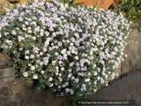 Perennials ~ Androsace lanuginos ~ Dancing Oaks Nursery and Gardens ~ Retail Nursery ~ Mail Order Nursery