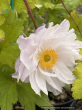 Perennials ~ Anemone 'Frilly Knickers, Wild Swan Windflower ~ Dancing Oaks Nursery and Gardens ~ Retail Nursery ~ Mail Order Nursery