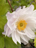 Perennials ~ Anemone 'Frilly Knickers, Wild Swan Windflower ~ Dancing Oaks Nursery and Gardens ~ Retail Nursery ~ Mail Order Nursery