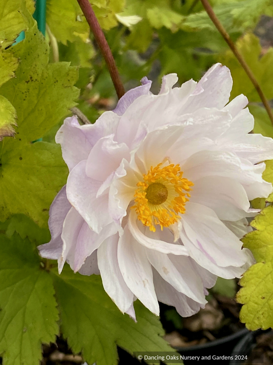 Perennials ~ Anemone 'Frilly Knickers, Wild Swan Windflower ~ Dancing Oaks Nursery and Gardens ~ Retail Nursery ~ Mail Order Nursery