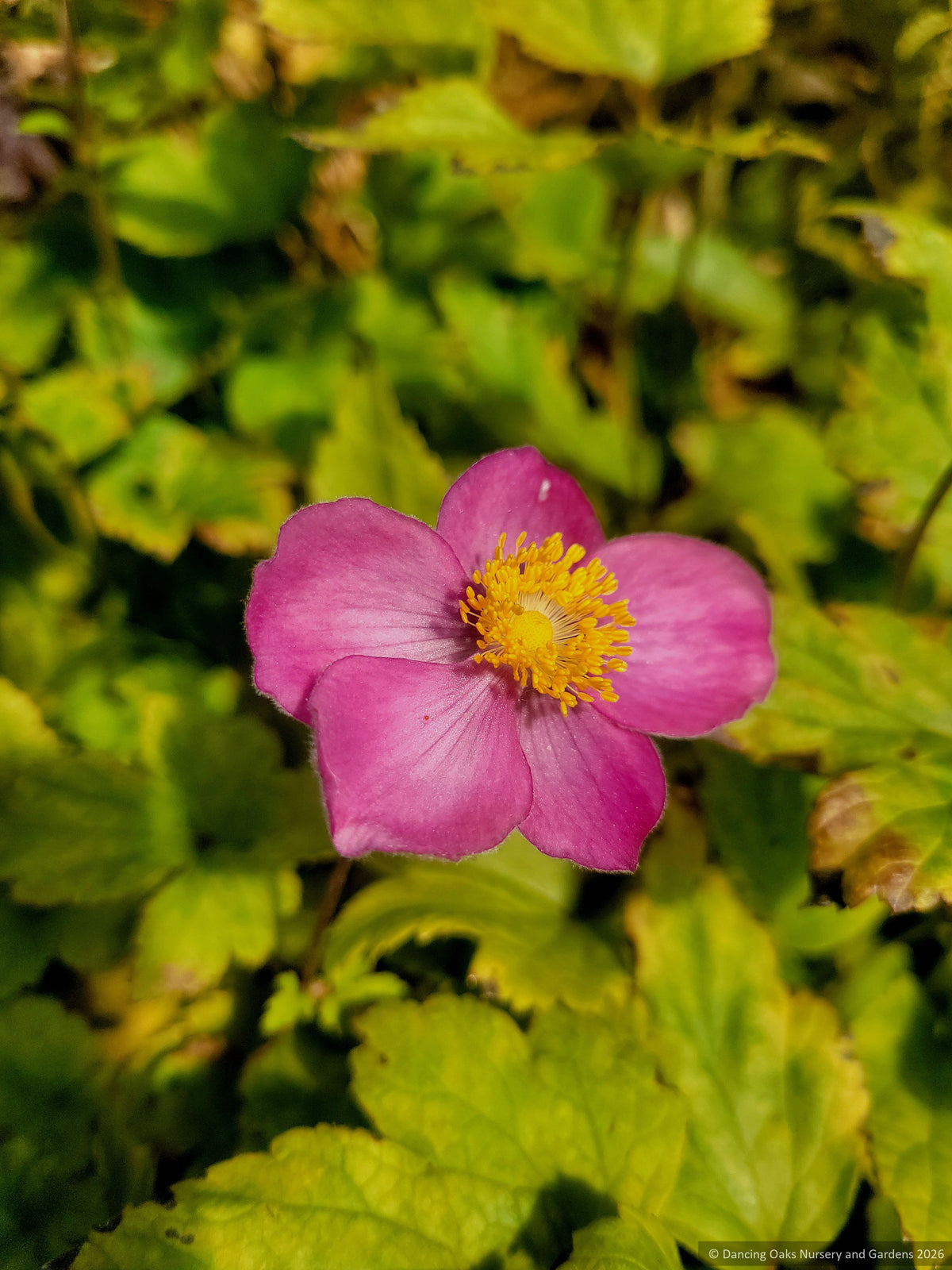 Perennials ~ Anemone x hybrida Fantasy™ series ‘Ariel’ PP25352, Compact Japanese Anemone ~ Retail Nursery ~ Mail Order Nursery