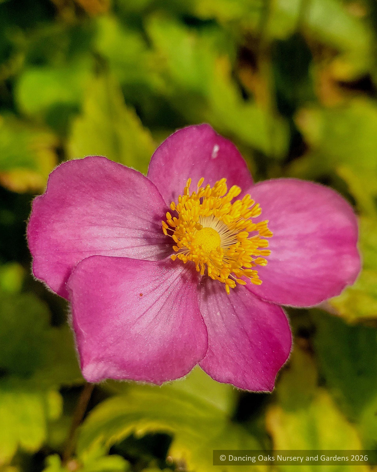 Perennials ~ Anemone x hybrida Fantasy™ series ‘Ariel’ PP25352, Compact Japanese Anemone ~ Retail Nursery ~ Mail Order Nursery