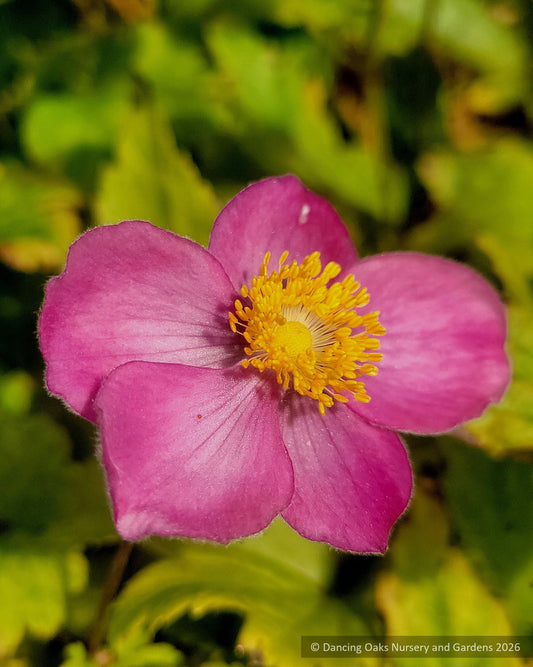 Perennials ~ Anemone x hybrida Fantasy™ series ‘Ariel’ PP25352, Compact Japanese Anemone ~ Retail Nursery ~ Mail Order Nursery
