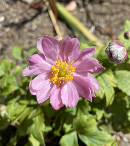 Perennials ~ Anemone x hybrida Fantasy™ series ‘Pocahontas’ PP25352,  Compact Japanese Anemone ~ Retail Nursery ~ Mail Order Nursery