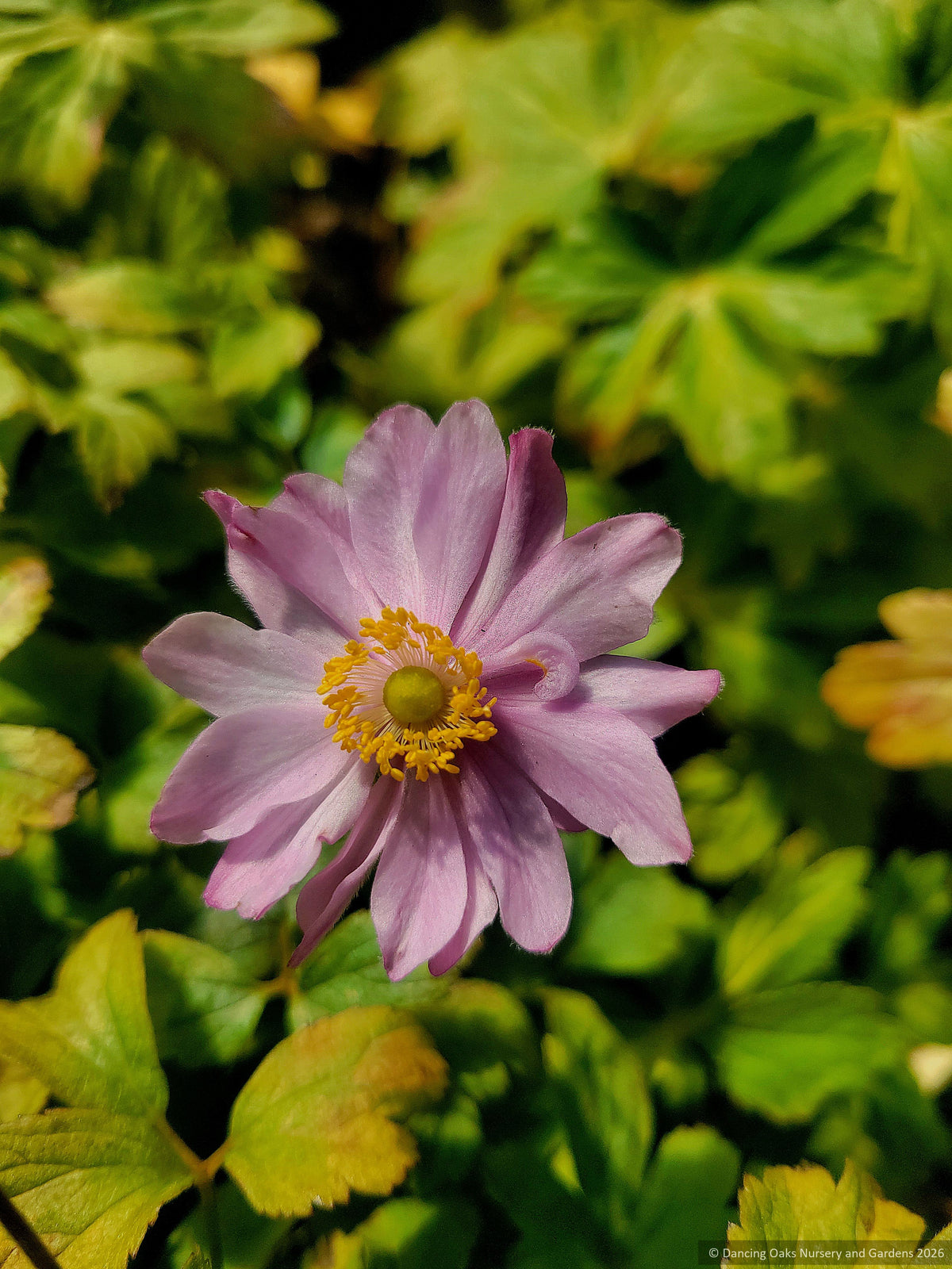 Perennials ~ Anemone x hybrida Fantasy™ series ‘Pocahontas’ PP25352,  Compact Japanese Anemone ~ Retail Nursery ~ Mail Order Nursery