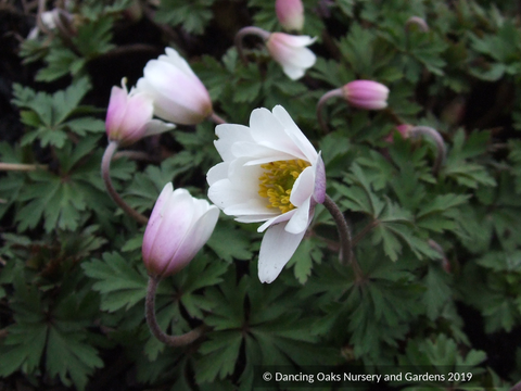 Bulbs & Tubers ~ Anemone blanda 'White Splendour', Grecian Windflower ~ Dancing Oaks Nursery and Gardens ~ Retail Nursery ~ Mail Order Nursery