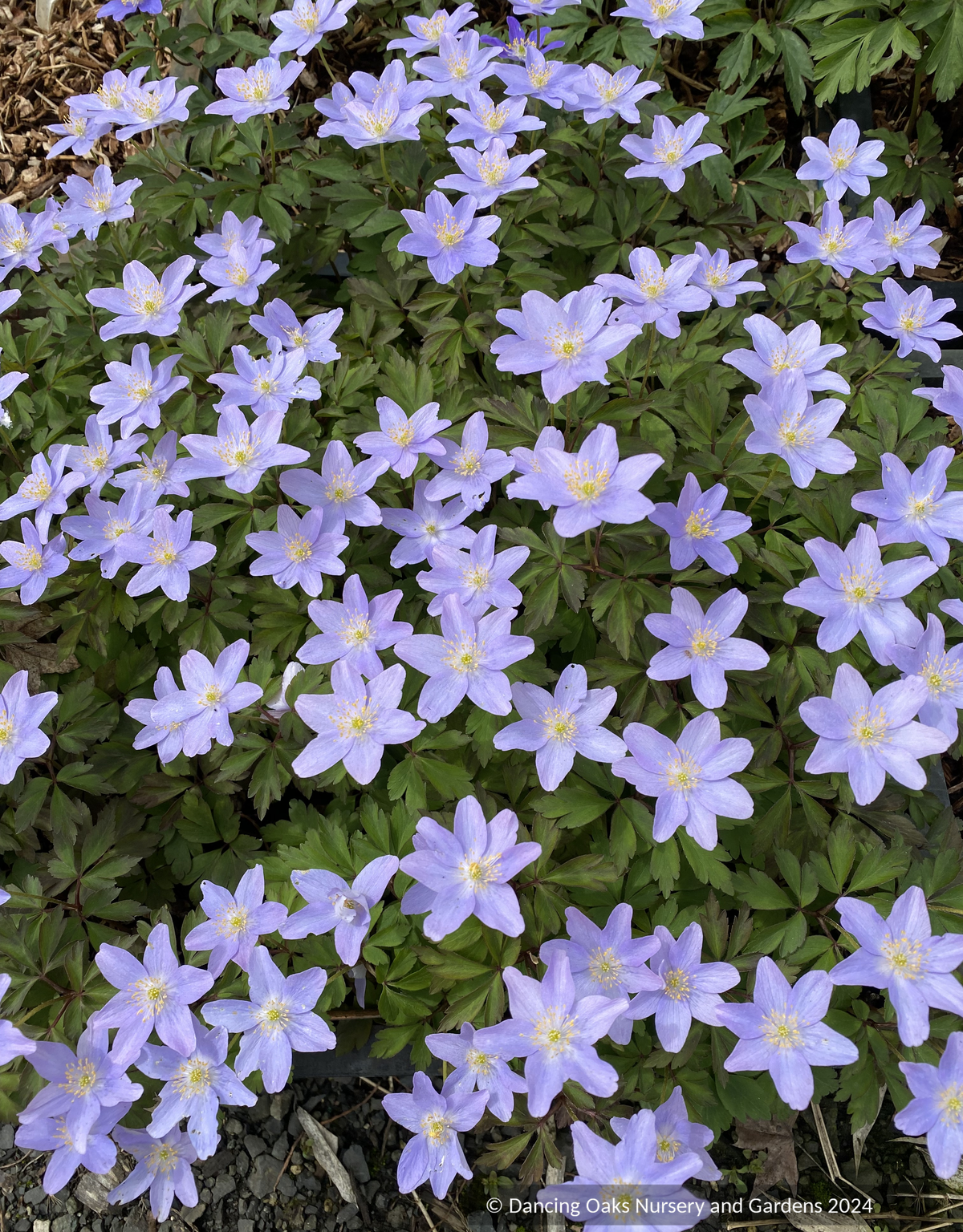anemone様　オーダー　ダイヤモンドアート　5-31 Anemone nemorosa 'Allenii', Wood Anemone – Dancing Oaks Nursery