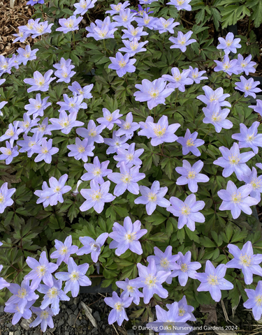 Perennials ~ Anemone nemorosa 'Allenii', wood anemone ~ Dancing Oaks Nursery and Gardens ~ Retail Nursery ~ Mail Order Nursery