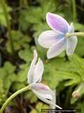 Anemone rivularis, Himalayan Windflower