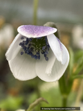 Anemone rivularis, Himalayan Windflower