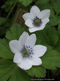 Anemone rivularis, Himalayan Windflower