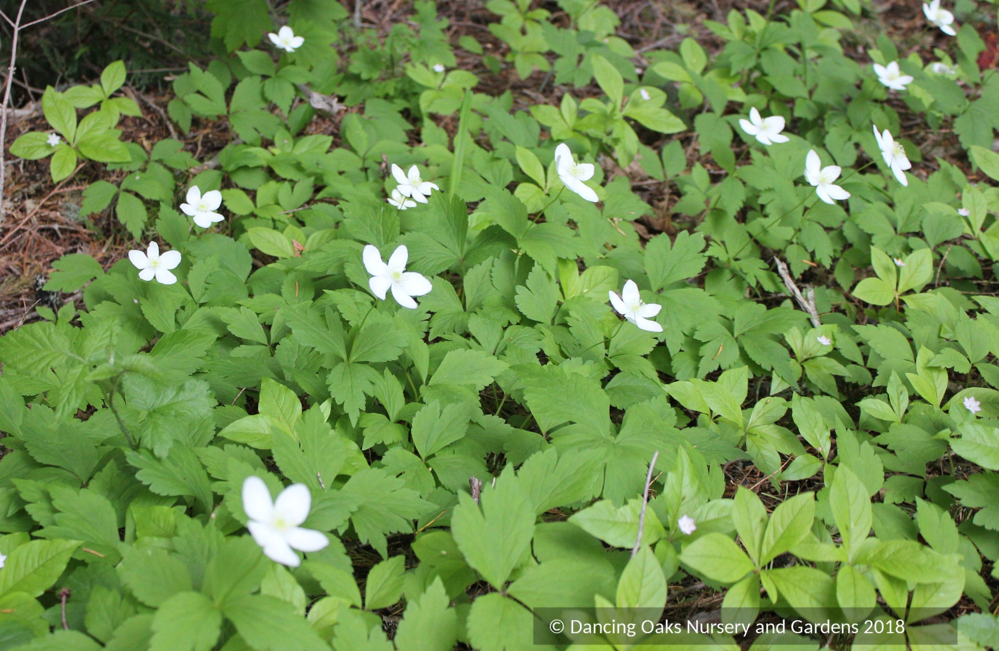 Groundcovers ~ Anemone trifolia ~ Dancing Oaks Nursery and Gardens ~ Retail Nursery ~ Mail Order Nursery