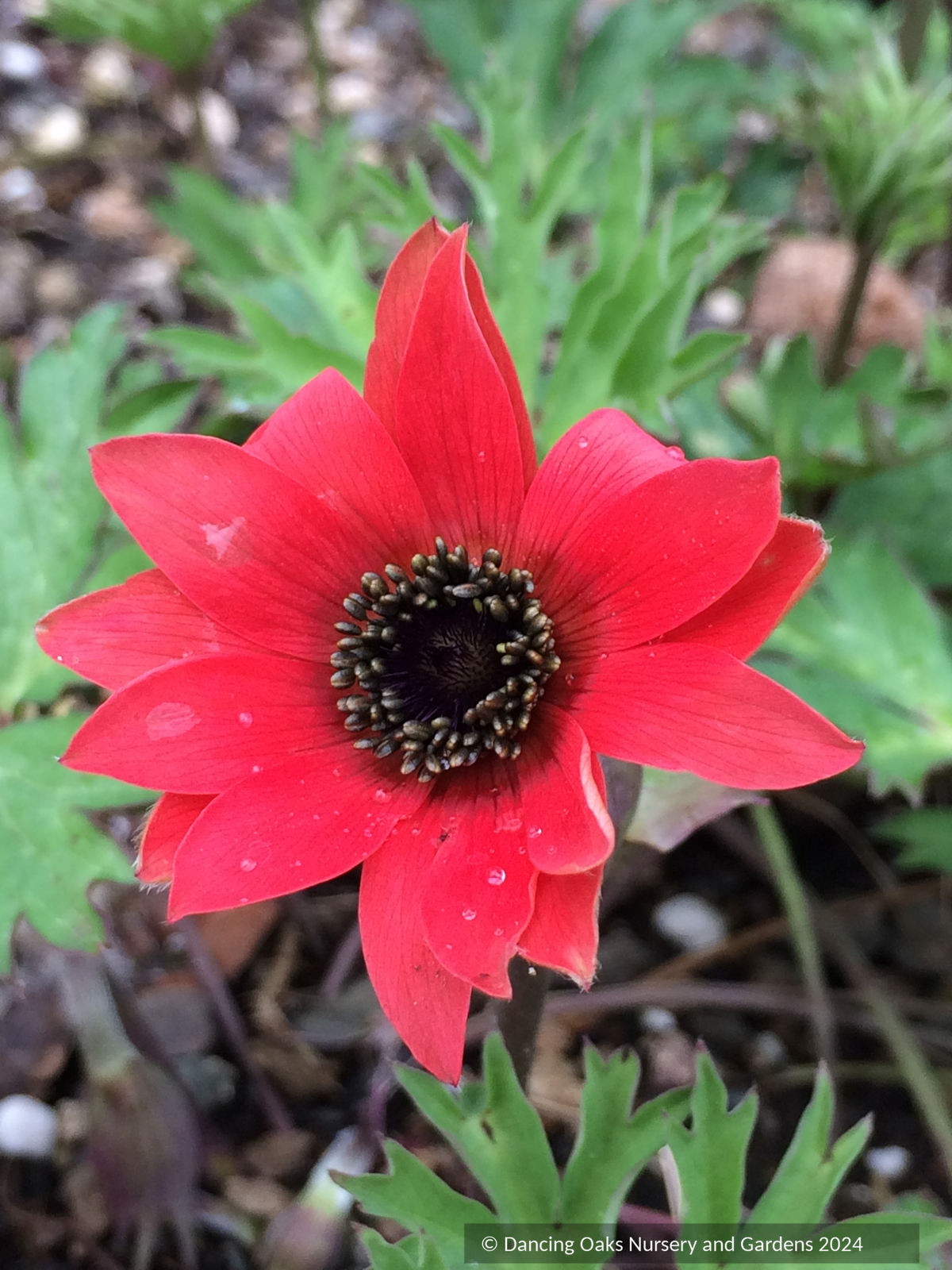Perennials ~ Anemone x fulgens, Flame Anemone ~ Dancing Oaks Nursery and Gardens ~ Retail Nursery ~ Mail Order Nursery