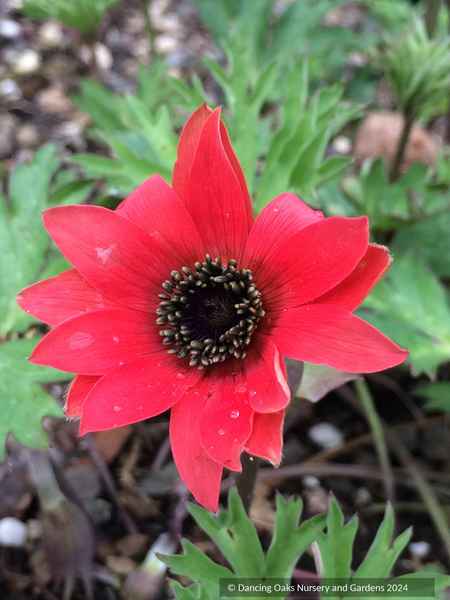 Anemone x fulgens, Flame Anemone – Dancing Oaks Nursery and Gardens