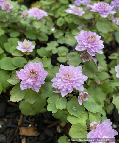 Bulbs & Tubers ~ Anemonella thalictroides 'Schoaf's Double Pink', rosy rue anemone ~ Dancing Oaks Nursery and Gardens ~ Retail Nursery ~ Mail Order Nursery