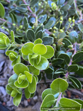 Shrubs ~ Arctostaphylos uva ursi 'Emerald Carpet', Kinnikinnick or Bearberry ~ Dancing Oaks Nursery and Gardens ~ Retail Nursery ~ Mail Order Nursery