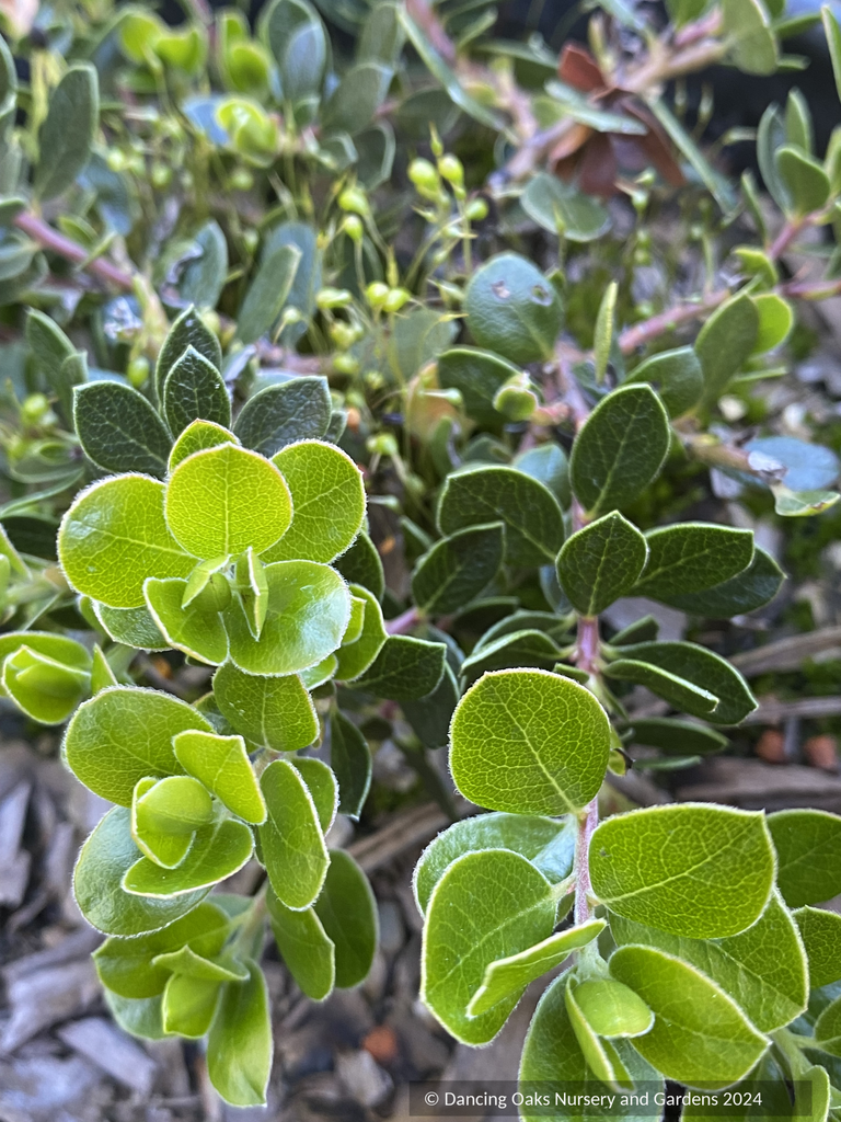 Arctostaphylos x 'Emerald Carpet', Kinnikinnick or Bearberry – Dancing ...