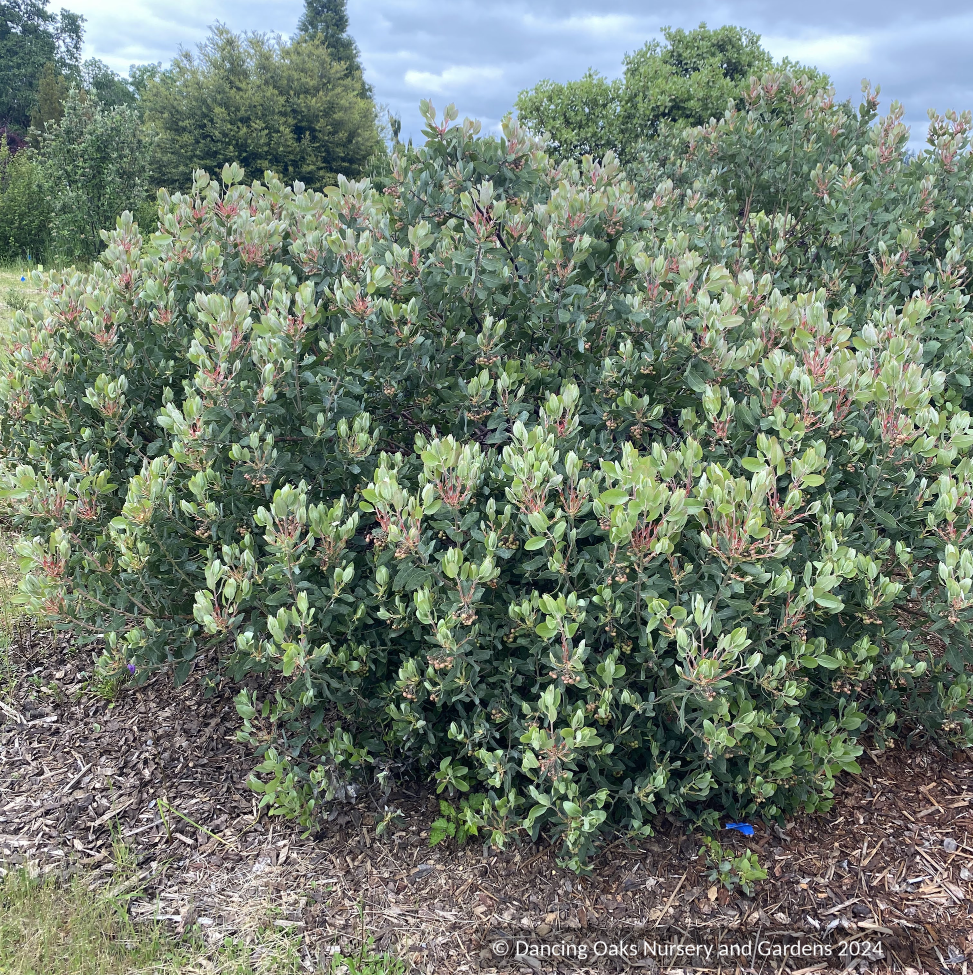 Shrubs ~ Arctostaphylos 'Red Ribbons' M25F, Manzanita ~ Dancing Oaks Nursery and Gardens ~ Retail Nursery ~ Mail Order Nursery