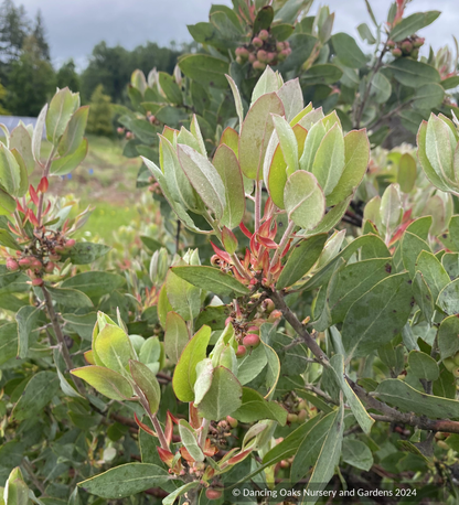 Shrubs ~ Arctostaphylos 'Red Ribbons' M25F, Manzanita ~ Dancing Oaks Nursery and Gardens ~ Retail Nursery ~ Mail Order Nursery