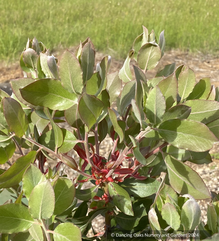 Shrubs ~ Arctostaphylos 'Red Ribbons' M25F, Manzanita ~ Dancing Oaks Nursery and Gardens ~ Retail Nursery ~ Mail Order Nursery