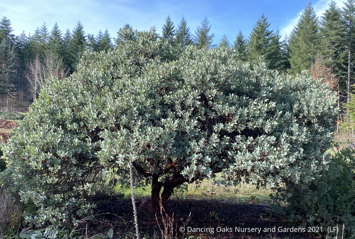 Shrubs ~ Arctostaphylos columbiana 'Blue River', Manzanita ~ Dancing Oaks Nursery and Gardens ~ Retail Nursery ~ Mail Order Nursery