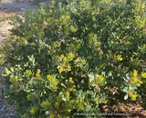 Shrubs ~ Arctostaphylos insularis 'Canyon Sparkles', Santa Cruz Island Manzanita~ Dancing Oaks Nursery and Gardens ~ Retail Nursery ~ Mail Order Nursery