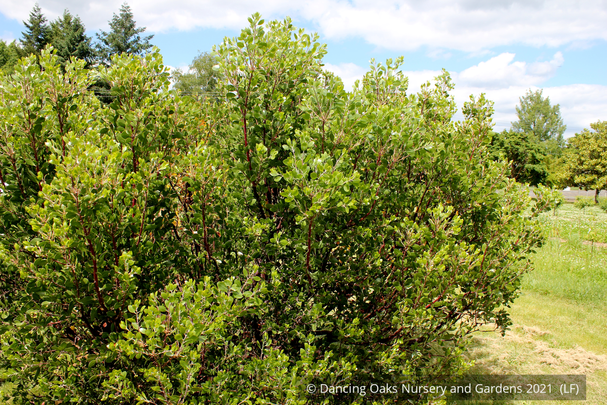 Shrubs ~ Arctostaphylos x 'Monica', Monica Manzanita ~ Dancing Oaks Nursery and Gardens ~ Retail Nursery ~ Mail Order Nursery