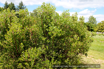 Shrubs ~ Arctostaphylos x 'Monica', Monica Manzanita ~ Dancing Oaks Nursery and Gardens ~ Retail Nursery ~ Mail Order Nursery