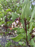 Shrubs ~ Arctostaphylos manzanita 'Upstanding', Common Manzanita ~ Dancing Oaks Nursery and Gardens ~ Retail Nursery ~ Mail Order Nursery