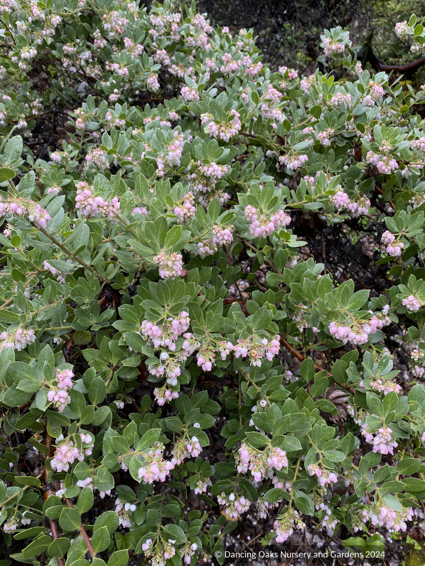 Shrubs ~ Arctostaphylos montaraensis,  Montara Manzanita ~ Dancing Oaks Nursery and Gardens ~ Retail Nursery ~ Mail Order Nursery