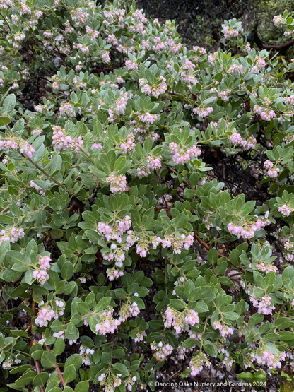 Shrubs ~ Arctostaphylos montaraensis,  Montara Manzanita ~ Dancing Oaks Nursery and Gardens ~ Retail Nursery ~ Mail Order Nursery