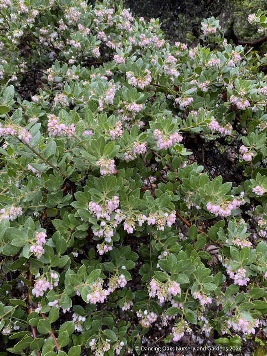 Shrubs ~ Arctostaphylos montaraensis,  Montara Manzanita ~ Dancing Oaks Nursery and Gardens ~ Retail Nursery ~ Mail Order Nursery