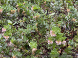 Shrubs ~ Arctostaphylos montaraensis,  Montara Manzanita ~ Dancing Oaks Nursery and Gardens ~ Retail Nursery ~ Mail Order Nursery