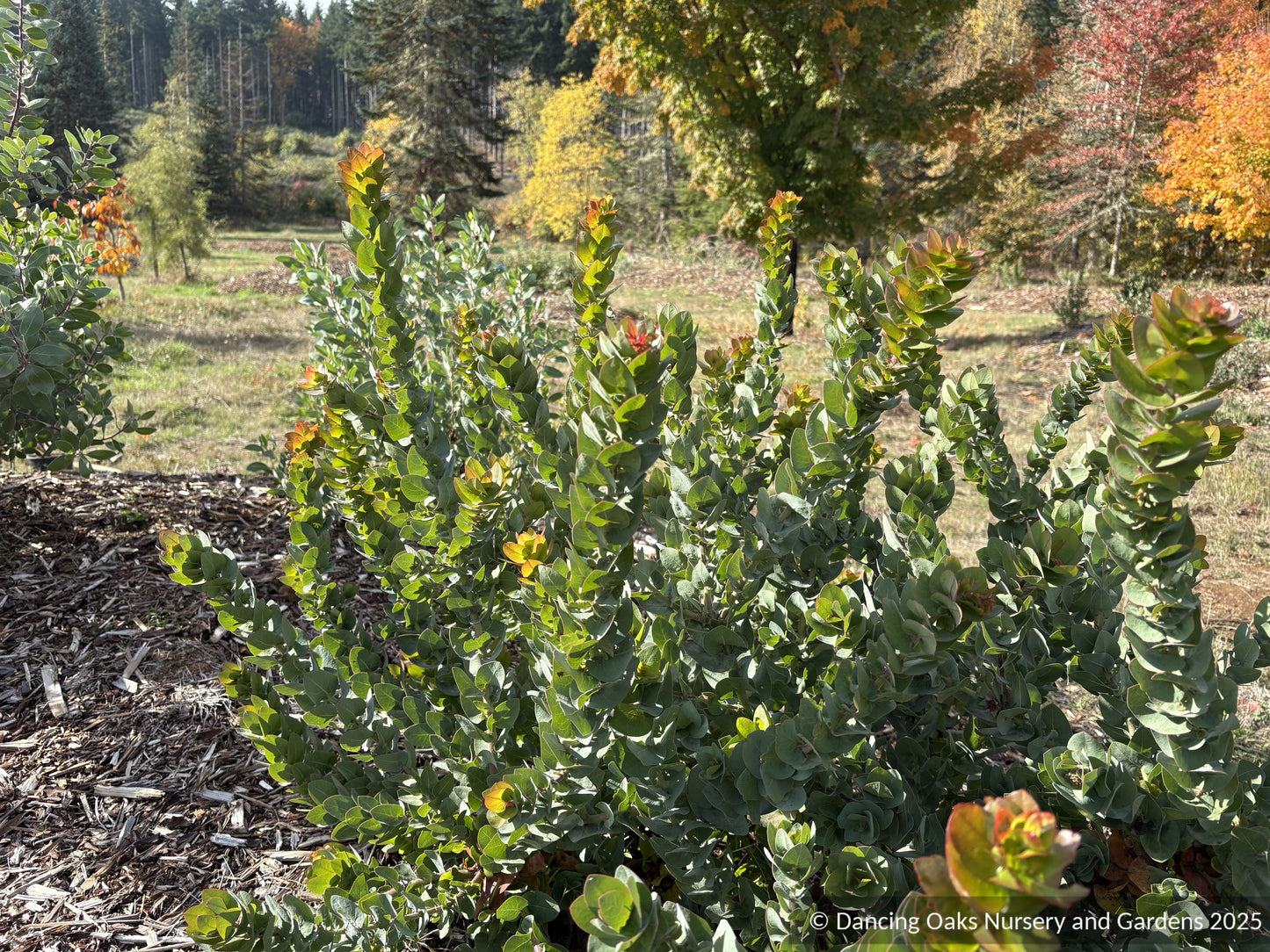 Shrubs ~ Arctostaphylos pallida, manzanita  ~ Dancing Oaks Nursery and Gardens ~ Retail Nursery ~ Mail Order Nursery