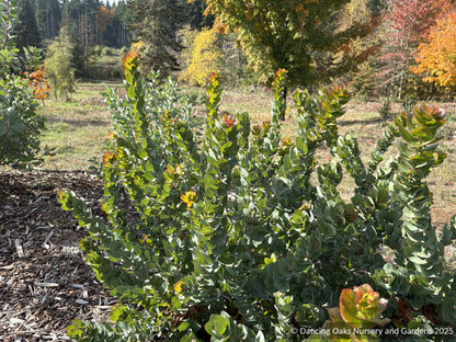 Shrubs ~ Arctostaphylos pallida, manzanita  ~ Dancing Oaks Nursery and Gardens ~ Retail Nursery ~ Mail Order Nursery