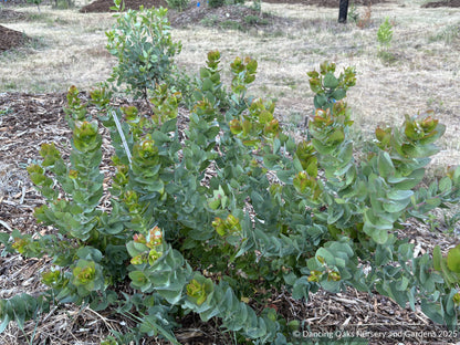 Arctostaphylos pallida, Pallid Manzanita