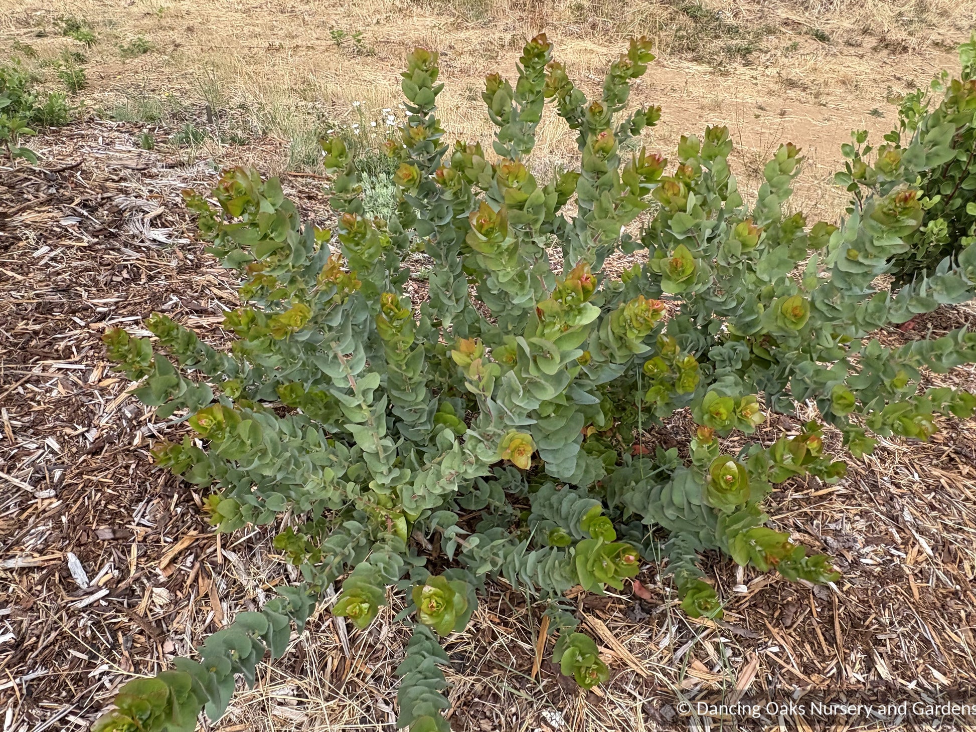 Shrubs ~ Arctostaphylos pallida, manzanita  ~ Dancing Oaks Nursery and Gardens ~ Retail Nursery ~ Mail Order Nursery