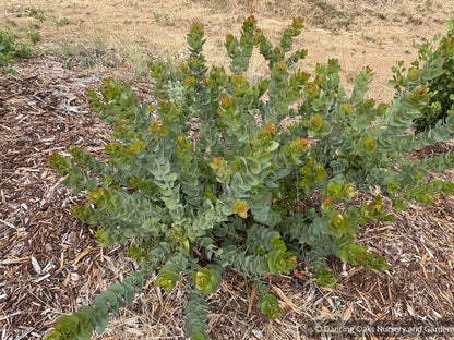 Shrubs ~ Arctostaphylos pallida, manzanita  ~ Dancing Oaks Nursery and Gardens ~ Retail Nursery ~ Mail Order Nursery