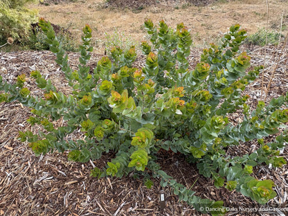 Arctostaphylos pallida, Pallid Manzanita