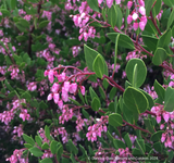 Shrubs ~ Arctostaphylos standfordiana 'Fred Oehler' SBH 7655, Stanford Manzanita ~ Dancing Oaks Nursery and Gardens ~ Retail Nursery ~ Mail Order Nursery