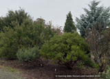 Shrubs ~ Arctostaphylos standfordiana 'Fred Oehler' SBH 7655, Stanford Manzanita ~ Dancing Oaks Nursery and Gardens ~ Retail Nursery ~ Mail Order Nursery