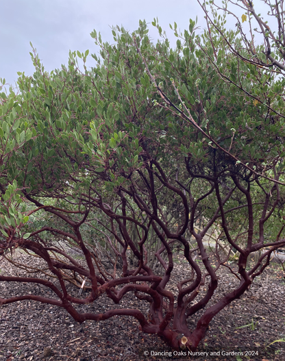Shrubs ~ Arctostaphylos standfordiana 'Fred Oehler' SBH 7655, Stanford Manzanita ~ Dancing Oaks Nursery and Gardens ~ Retail Nursery ~ Mail Order Nursery